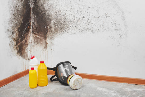 Cabool, MO Mold Remediation Company